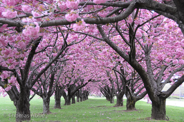 Flowering Cherry Arches