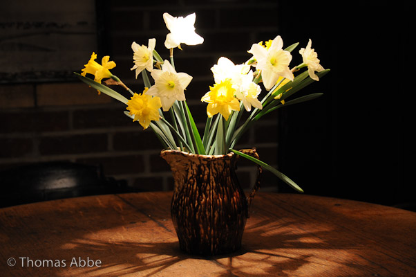 NIght Daffodils