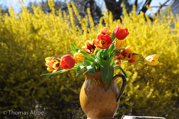 Tulips and Pitcher
