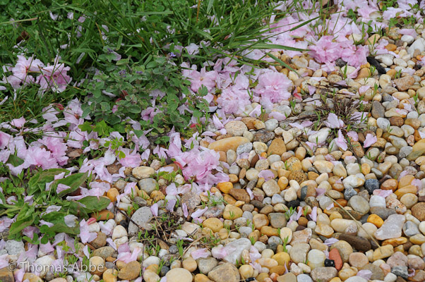 Blossoms on Gravel Path