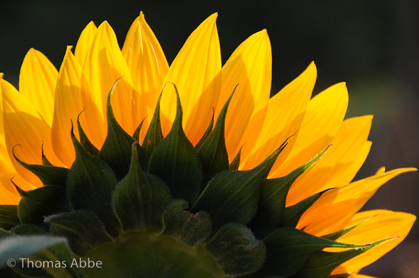 Sunflower Rays
