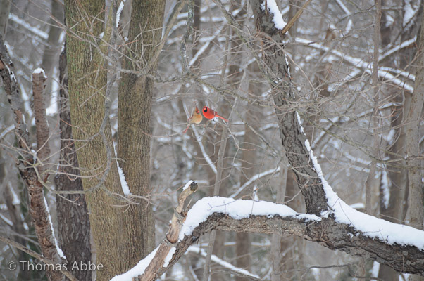 Cardinal Pair in the Snow
