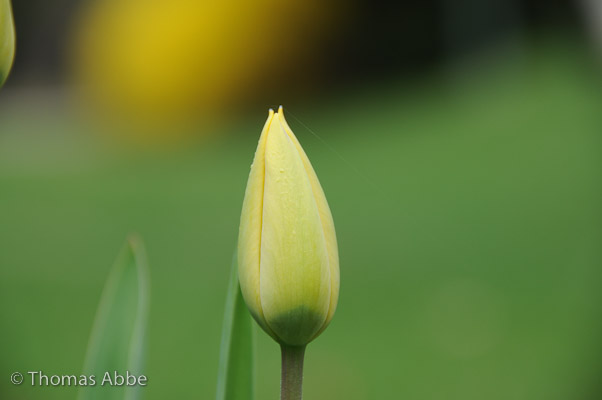 Yellow Tulip with Spider Thread