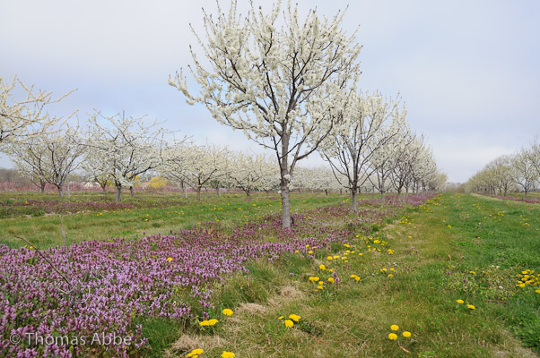 Orchard in Cutchogue, NY