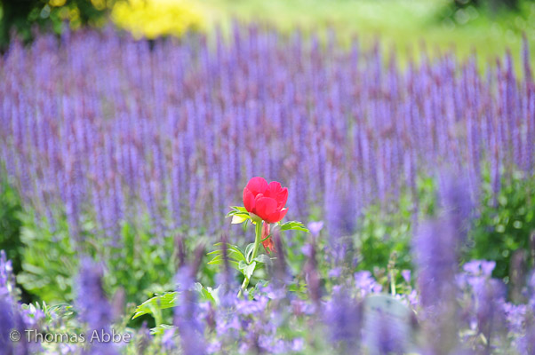 Red Peony and Purple Salvia