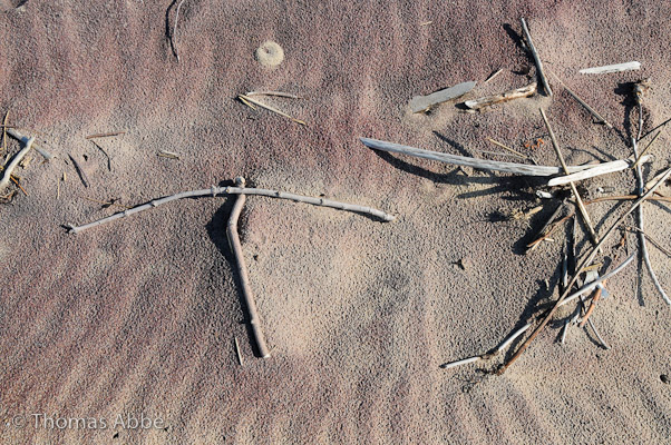 Driftwood on Purple Sand