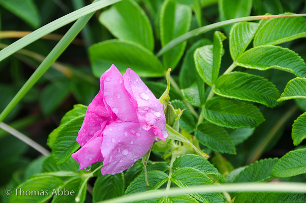 Rosa Rugosa with Water Droplets