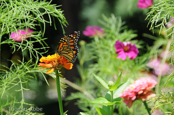 Monarch Butterfly on Orange Zinnia