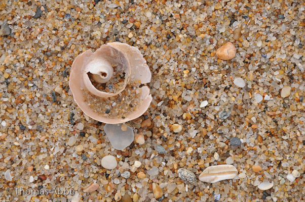 Shell and Sand Scape