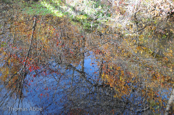 Reflection at Shu Swamp